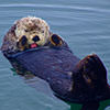 sea otter swimming NERR