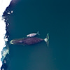 Bowhead whale and calf in the Arctic