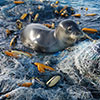 Monk Seal on Marine Debris