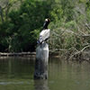 Brown Pelican in Weeks Bay NERR in Alabama
