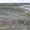 Oyster beds at low tide
