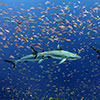 sharks swimming in a school of fish