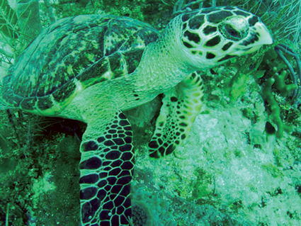 Hawksbill Sea  Turtle