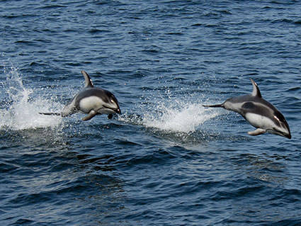 White-sided Dolphins. Image credit: Robert Schwemmer, NOAA National Marine Sanctuaries