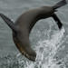 Backflip. Image credit: Robert Schwemmer, NOAA National Marine Sanctuaries