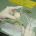 Measuring Sea Turtle Eggs
