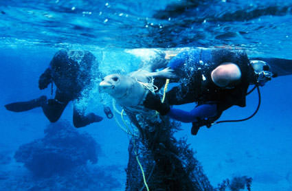 Divers free a seal from fishing nets.