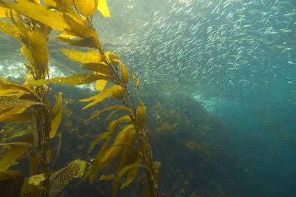 kelp. Image credit: Robert Schwemmer, NOAA National Marine Sanctuaries