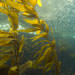 Kelp and Sardines. Image credit: Robert Schwemmer, NOAA National Marine Sanctuaries