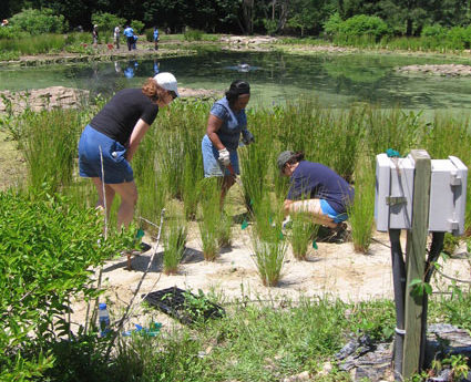planting seagrass