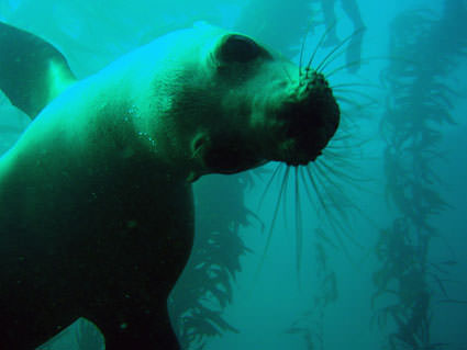 Sea Lion Pose. Image credit: Claire Fackler, NOAA National Marine Sanctuaries