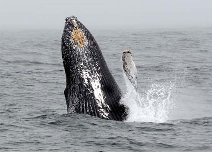 Whale Breach. Image credit: Robert Schwemmer, NOAA National Marine Sanctuaries
