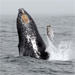 Whale Breach. Image credit: Robert Schwemmer, NOAA National Marine Sanctuaries