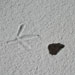 Bird footprints over tarball