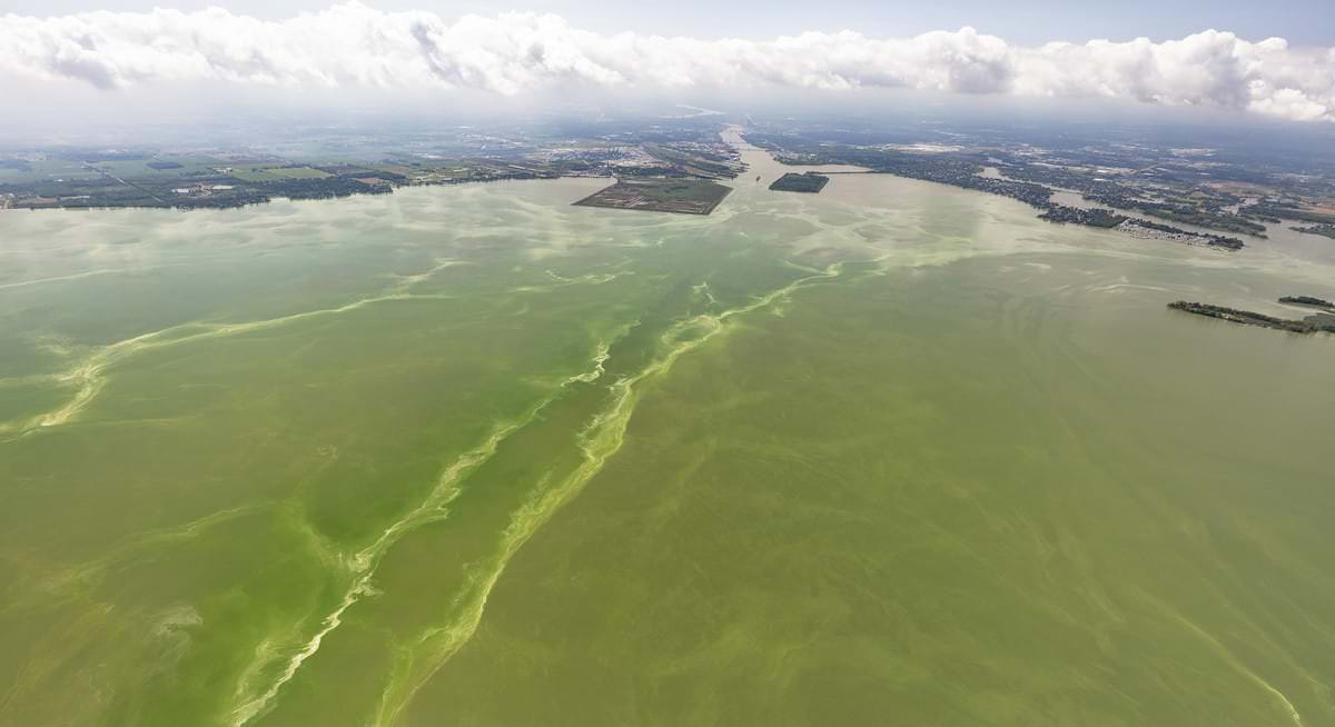 an image of the Lake Erie with a green algal bloom 