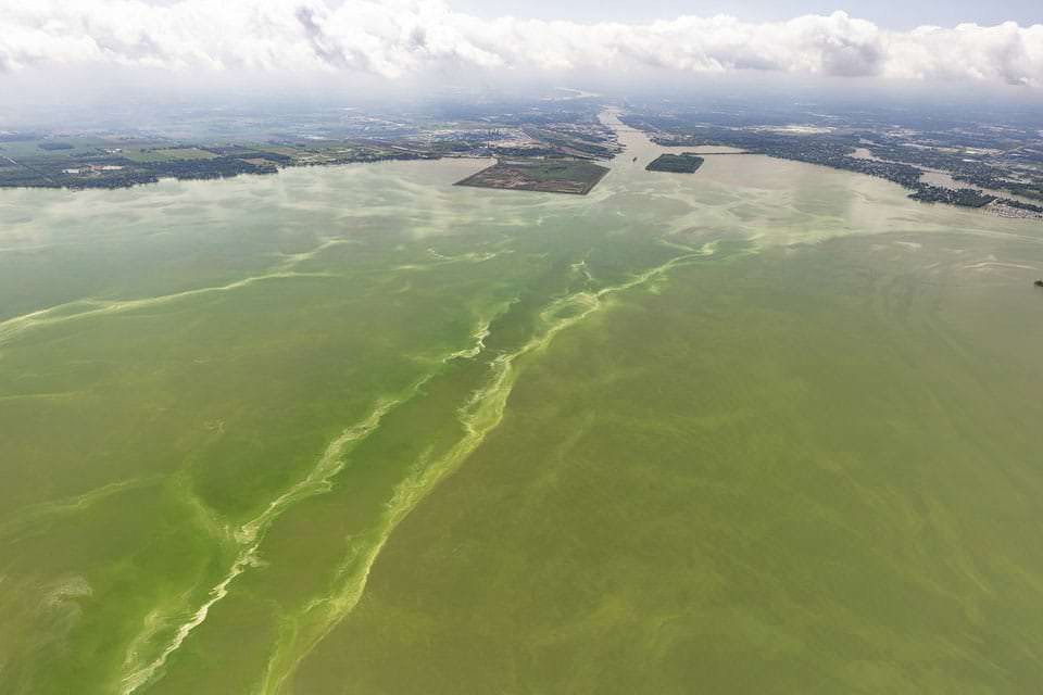 an image of the Lake Erie with a green algal bloom