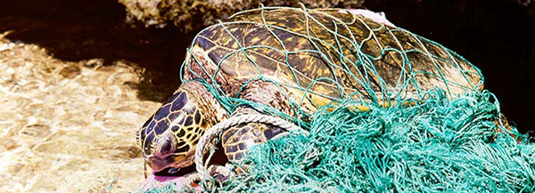 green turtle entangled in net