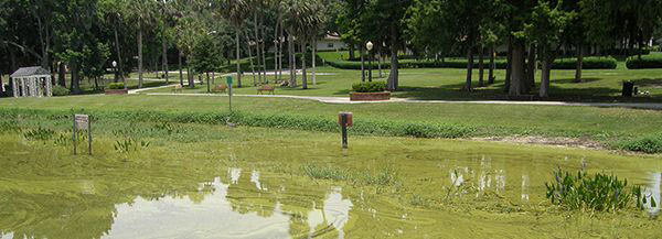 Lake Dora, Florida, covered in algal blooms. Credit: Florida Fish and Wildlife Commission