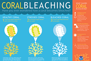 Infographic explaning how coral becomes bleached.