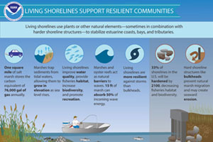 graphic benefits of living shoreline
