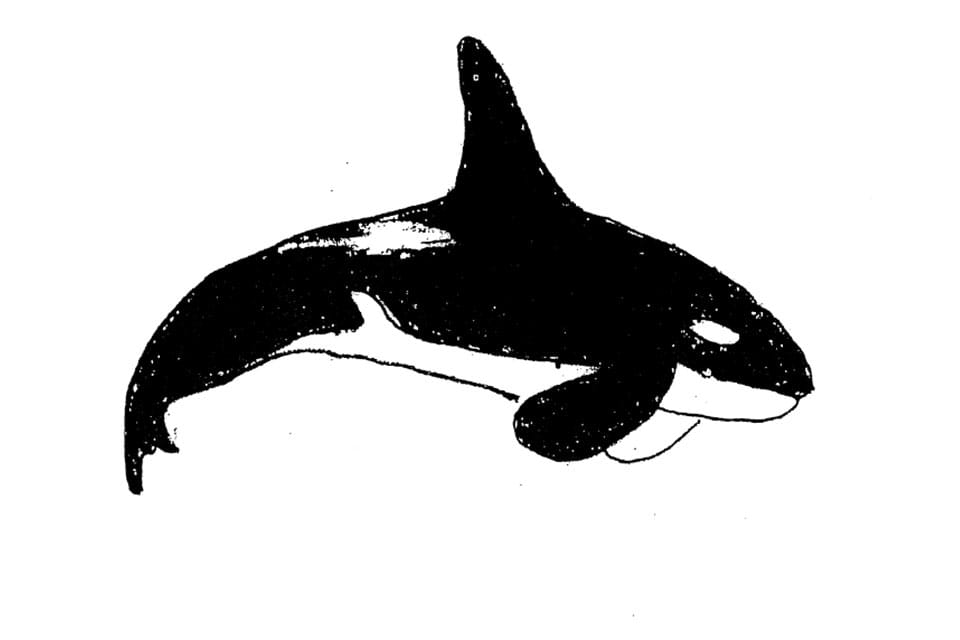 killer whale art