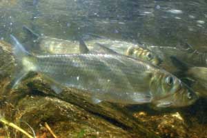 red herring swimming in river