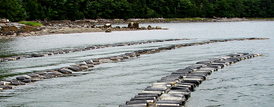 oyster aquaculture in a river