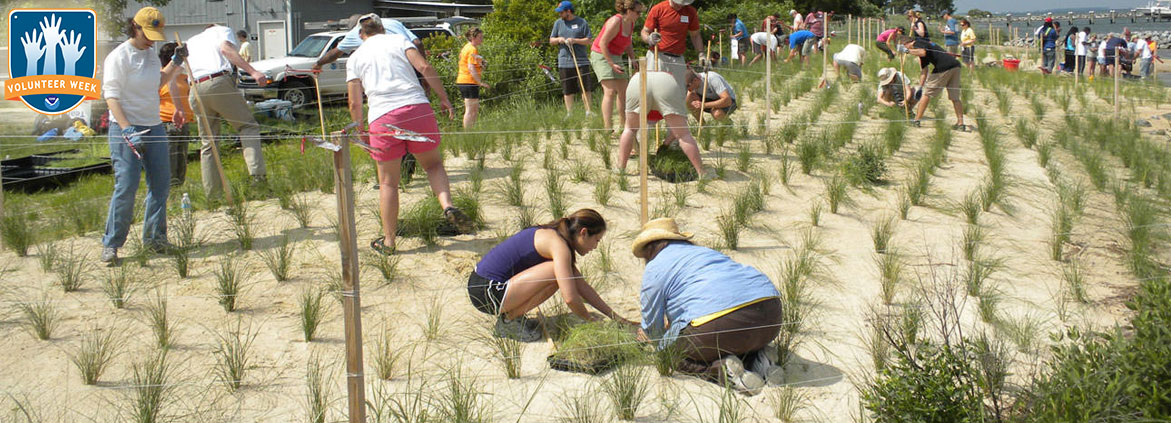 volunteers planting seagrass