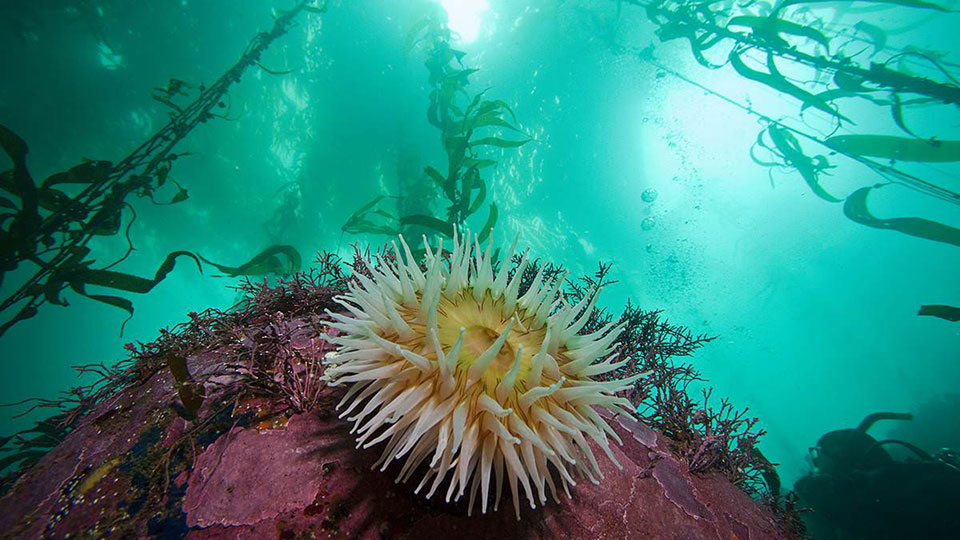 kelp and anemone