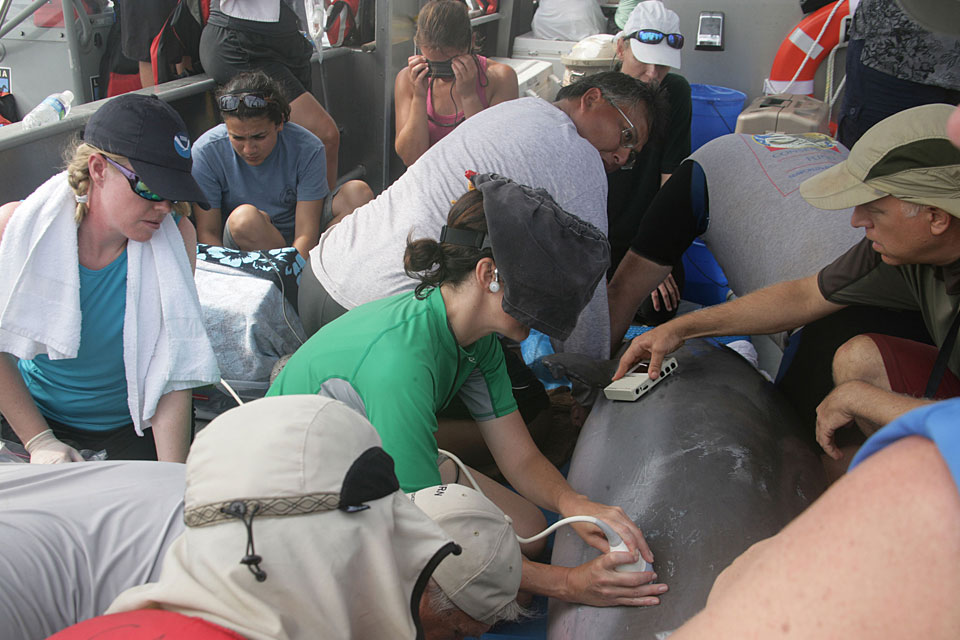A veterinarian performs an ultrasound to assess a Barataria Bay dolphin's health in Aug 2011.