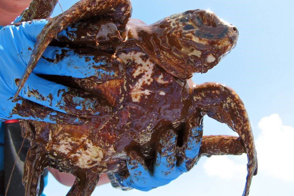 Juvenile Kemp's ridley sea turtle oiled in the Deepwater Horizon spill. Photo Credit: Blair Witherington, Florida Fish and Wildlife Conservation Commission