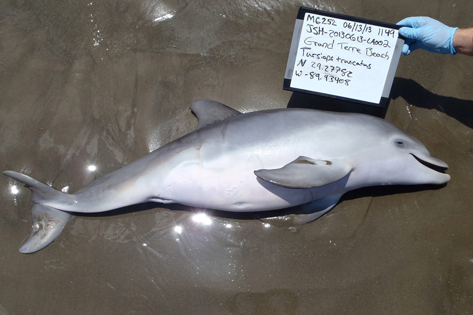 A dead stranded bottlenose dolphin calf in Louisiana. (photo:Fauquier et al.)