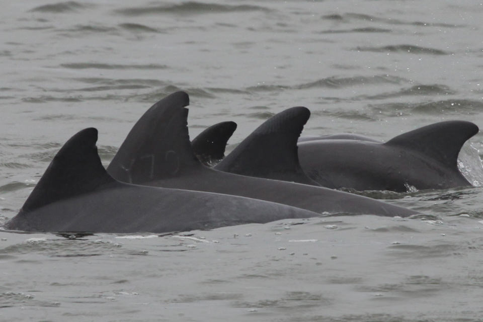 Group of common bottlenose dolphins swimming in Barataria Bay, Louisiana