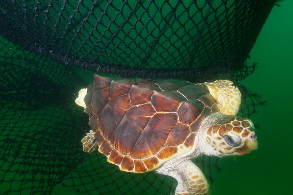 Turtle excluder devices on nets allow sea turtles to escape unharmed. Restoration activities could include promoting the use of such devices.