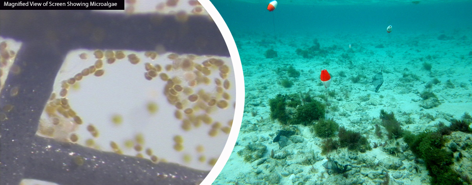 image shows microalgae screens deployed underwater with side image showing microalgae collected by said screens