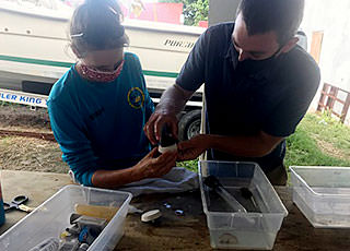 USVI Coral Reef Management Fellow Matt Davies works with Marine Park Coordinator Caroline Pott at The Nature Conservancy's Coral Innovation Hub to prepare coral fragments destined for the St. Croix East End Marine Park coral nursery. (Ashlee Lillis - The Nature Conservancy)