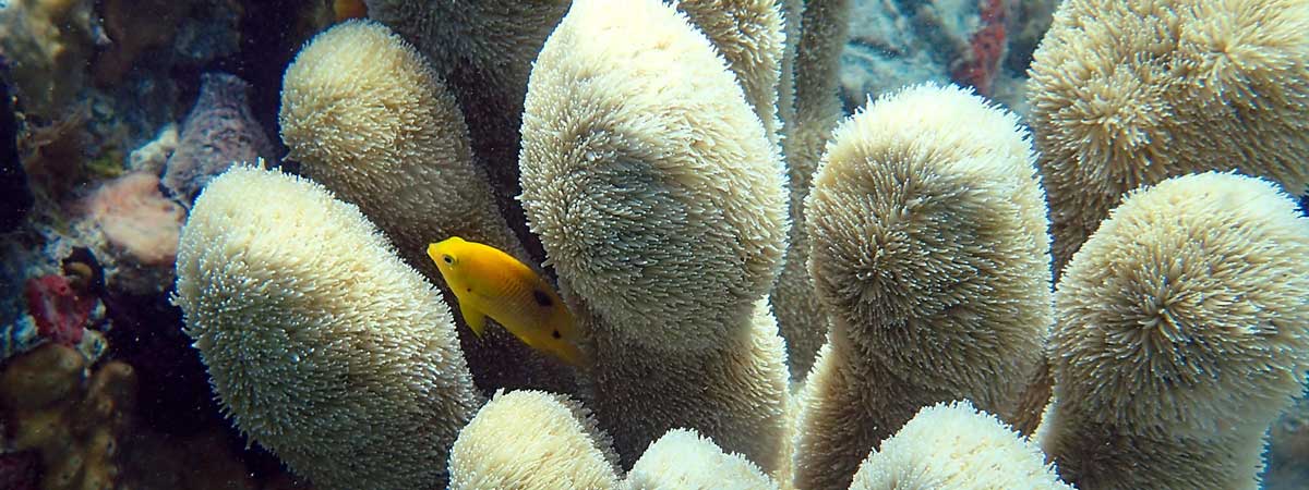 A juvenile threespot damselfish (Dendrogyra cylindrus) nestled in a pillar coral colony in St. Thomas, U.S. Virgin Islands.  Pillar coral is listed as threatened under the Endangered Species Act.
