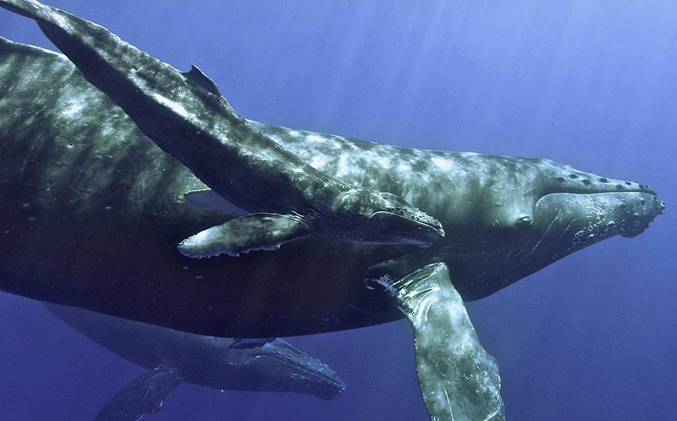 Humpback whales in the waters of Hawaiian Islands Humpback Whale National Marine Sanctuary.