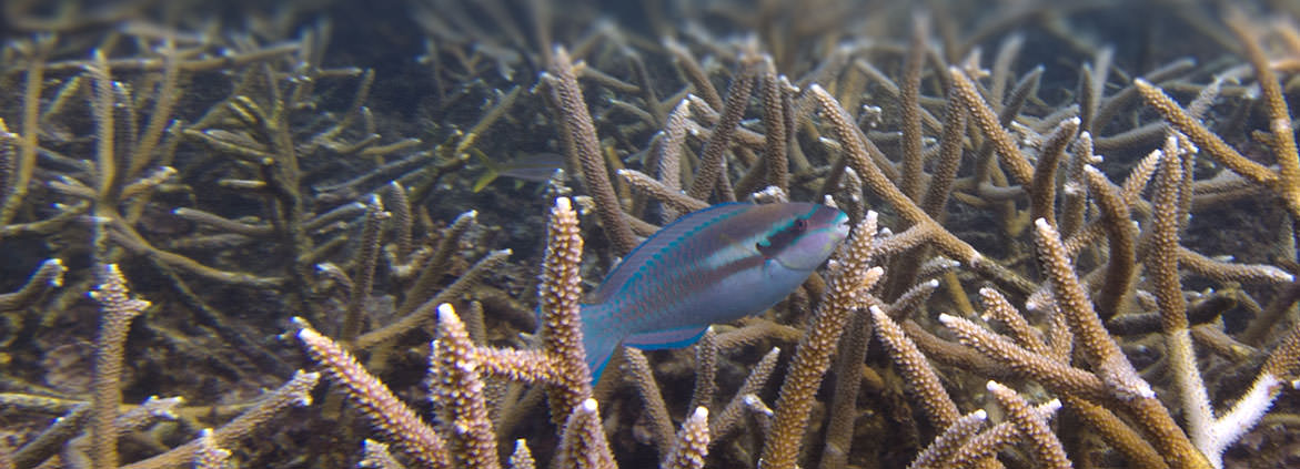 a small fish among staghorn coral
