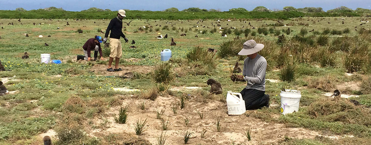 Removal and treatment of invasive alien plant species increases the potential area for seabird nesting habitat. Increases in breeding densities of Laysan and black-footed albatross are already being seen.  Toxic lead-based paint abatement of soils and buildings at Midway Atoll has created safe seabird nesting area, saving hundreds of chicks from poisoning each year.