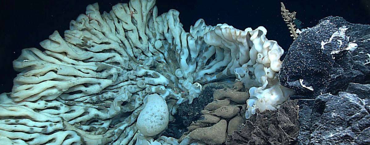 A sponge the size of a minivan, the largest on record, was found in 2016 summer during a deep-sea expedition in Papahānaumokuākea Marine National Monument.