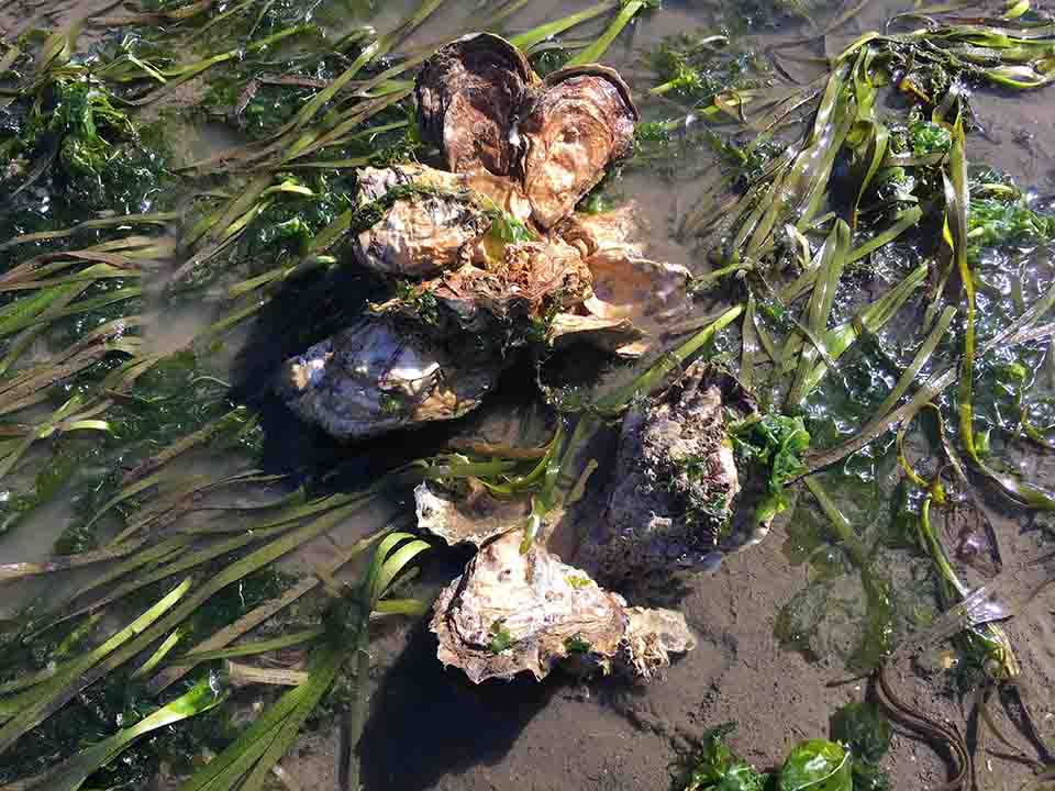 A cluster of bottom-cultured oysters grows in eelgrass in Willapa Bay, Washington