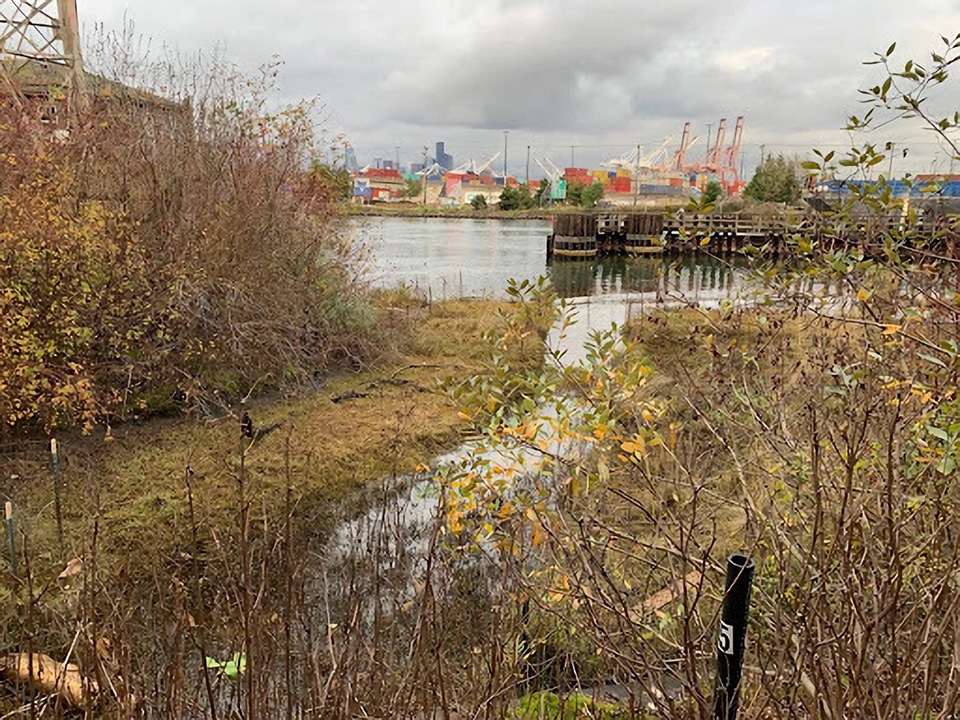 Lower Duwamish River bank where the Bluefield Holding's restoration site is located (Credit: NOAA).