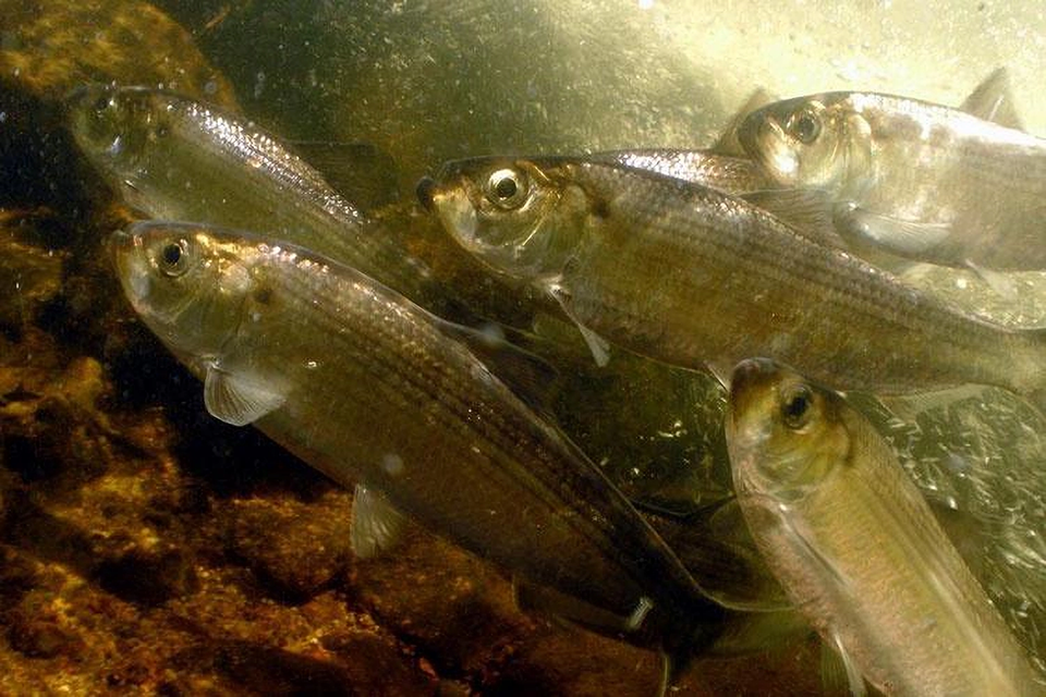River herring (NOAA)