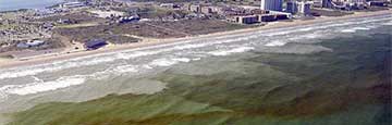 harmful algal bloom
