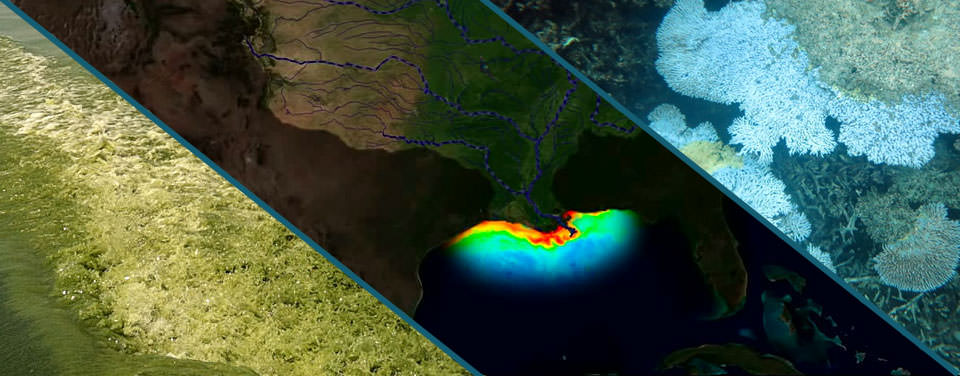 Lake Erie harmful algal bloom, Gulf of Mexico dead zone, coral bleaching