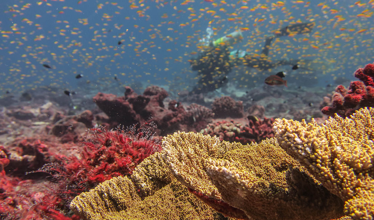Coral reef colonies near Jarvis Island; Image credit:Tate Wester