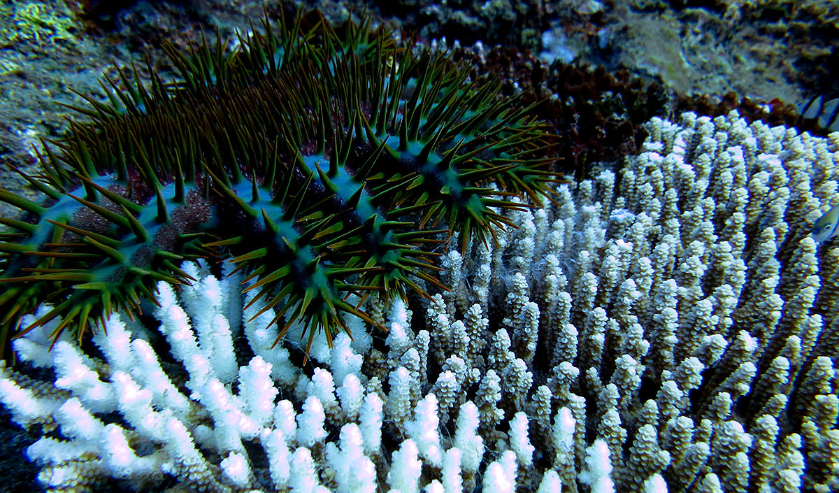 Crown-of-thorns sea stars at Alamagan Island; credit: Keisha Bahr