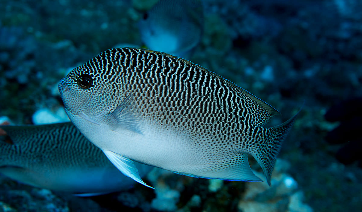 Rare anglefish species; credit: NOAA, Andrew E. Gray)