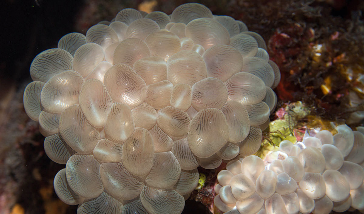 Bubble coral; credit: Tate Wester